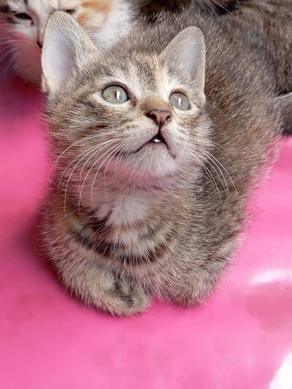 1 month cute kittens mix breed 0