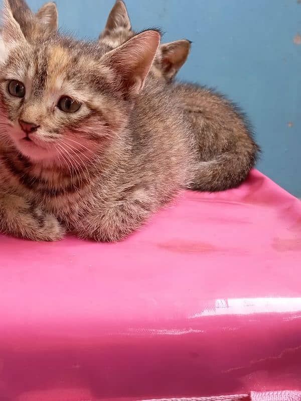 1 month cute kittens mix breed 2