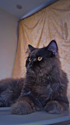 persian grey male cat triple coat for sale