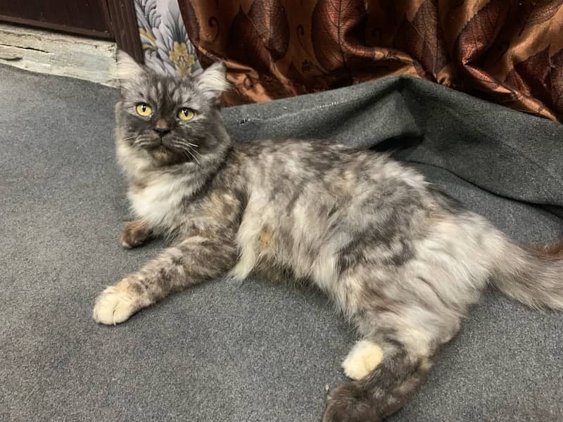 Persian cat Female ha Call /0323/460/67/33/ 0