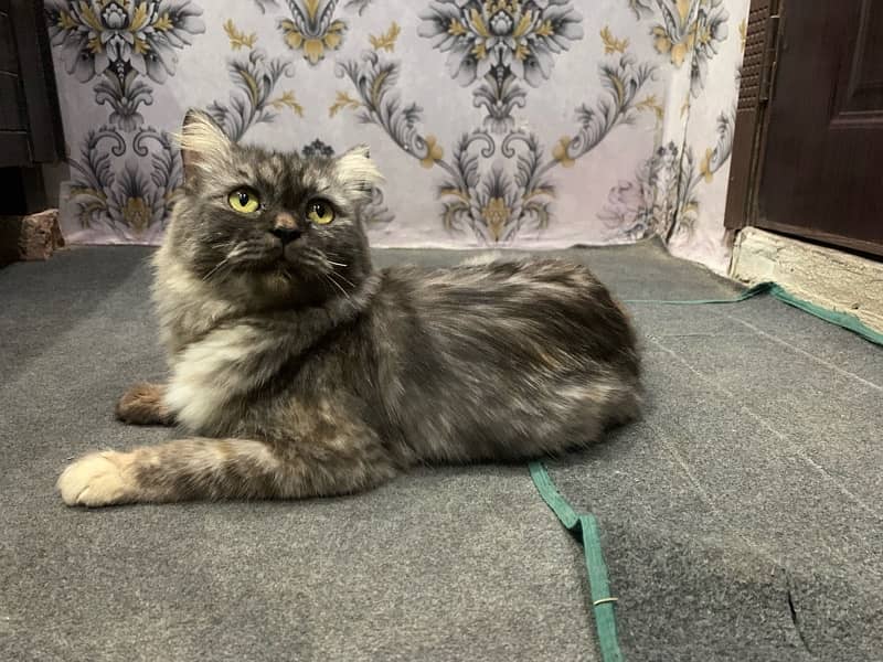 Persian cat Female ha Call /0323/460/67/33/ 1