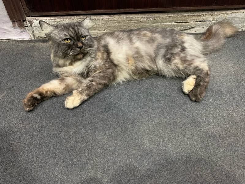 Persian cat Female ha Call /0323/460/67/33/ 2