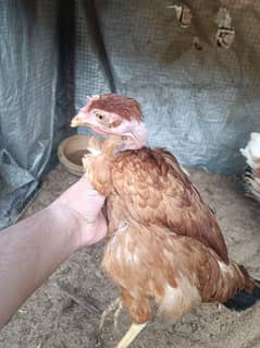 pair of 4 misri hens