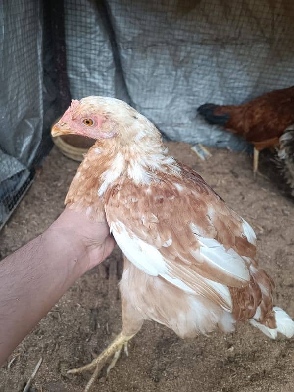 pair of 4 misri hens 1