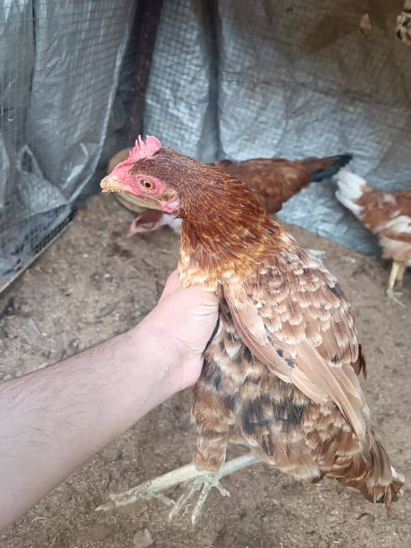 pair of 4 misri hens 2