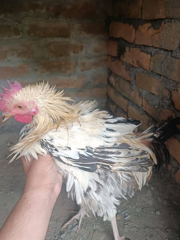 pair of 4 misri hens 5