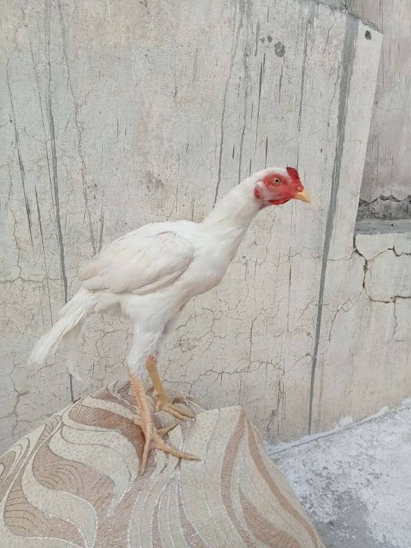 White Aseel Pair For Sale 0