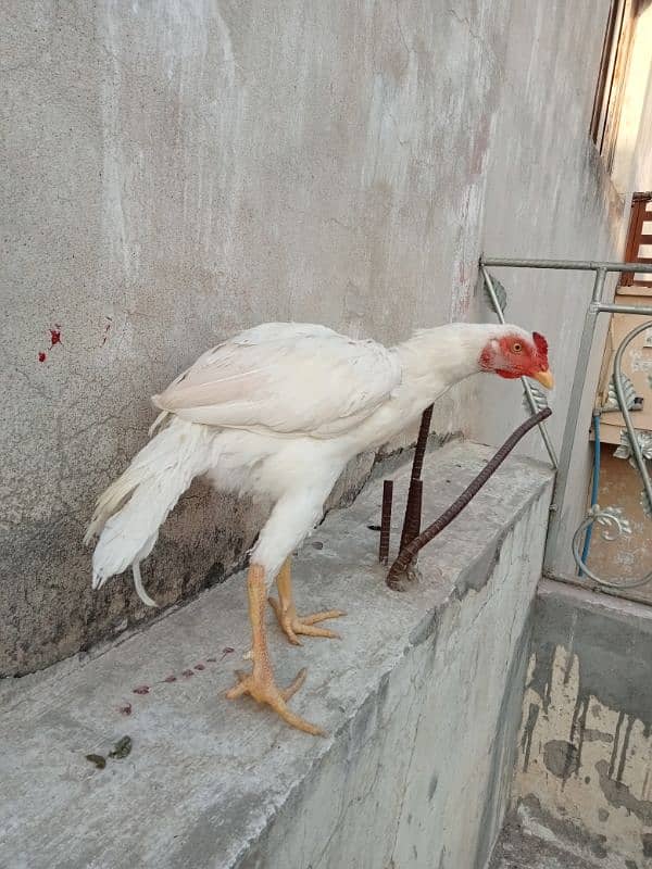 White Aseel Pair For Sale 2