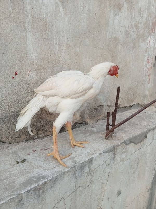 White Aseel Pair For Sale 3