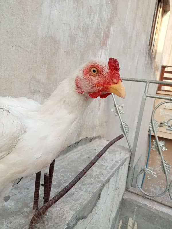 White Aseel Pair For Sale 9