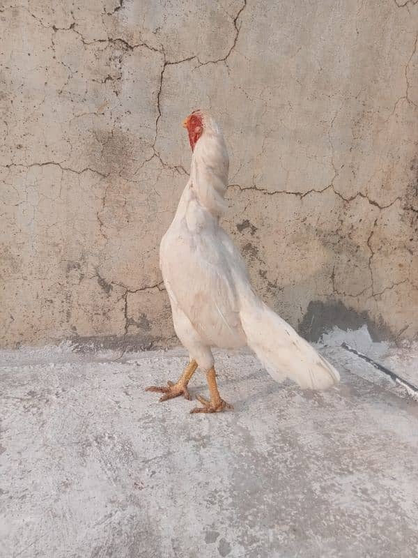 White Aseel Pair For Sale 17