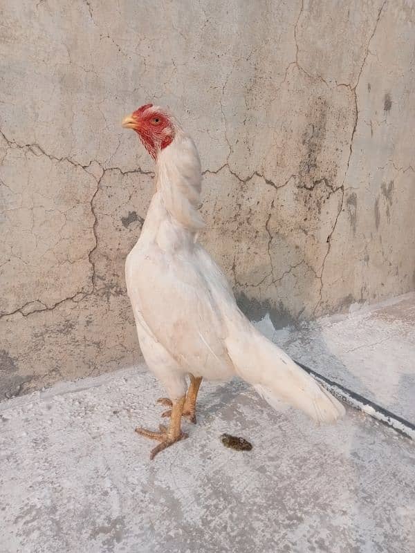 White Aseel Pair For Sale 18