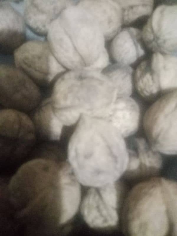 fresh walnuts available hai 0