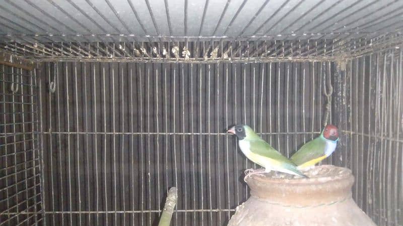 White/Silver java & Gouldian pair 0