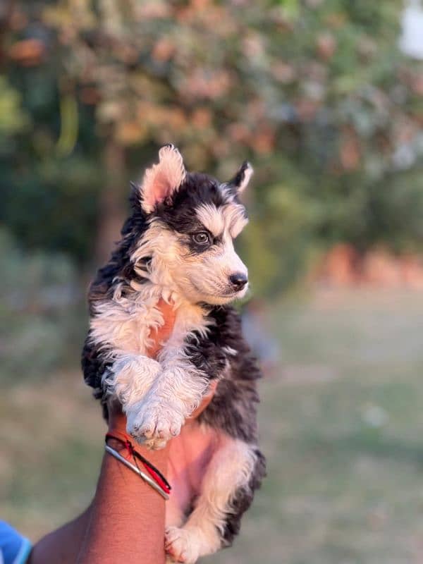 husky female puppy 0