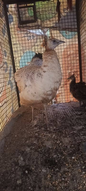 female peacock for sale 1