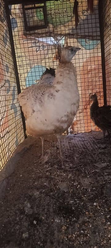 female peacock for sale 2