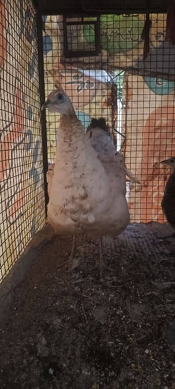 female peacock for sale 3