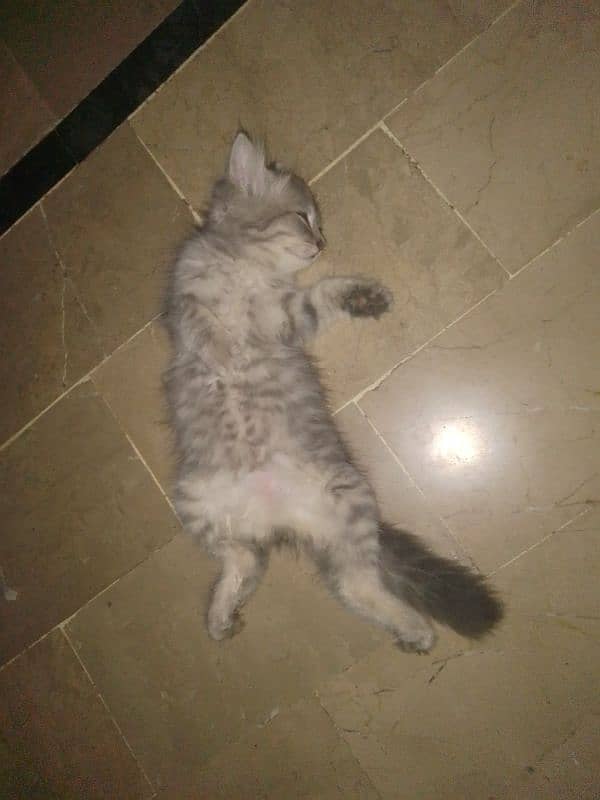 female cat for sale in urgent 1