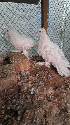 Fancy pigeons