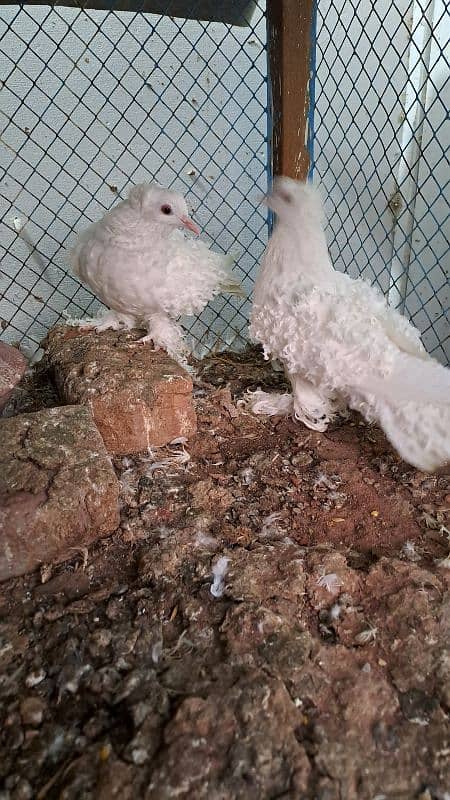 Fancy pigeons 1