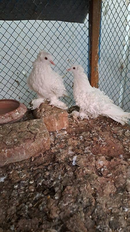 Fancy pigeons 2