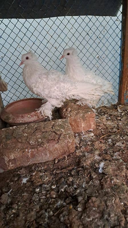 Fancy pigeons 3