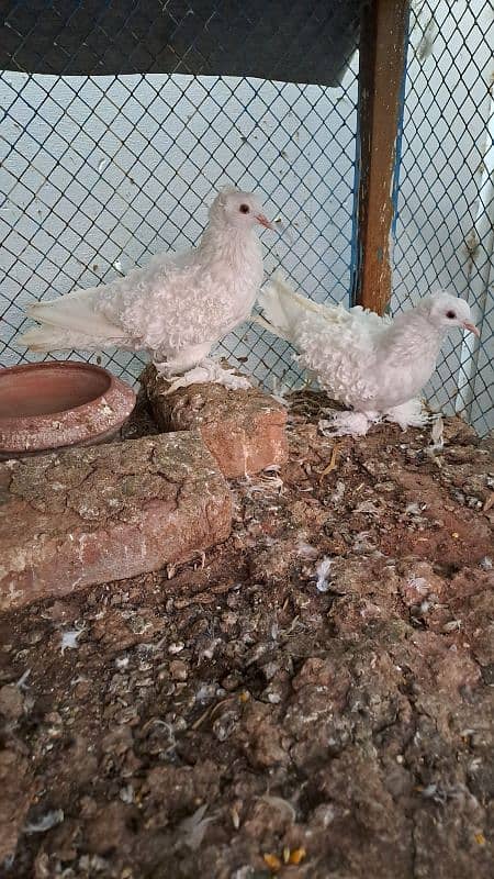 Fancy pigeons 4