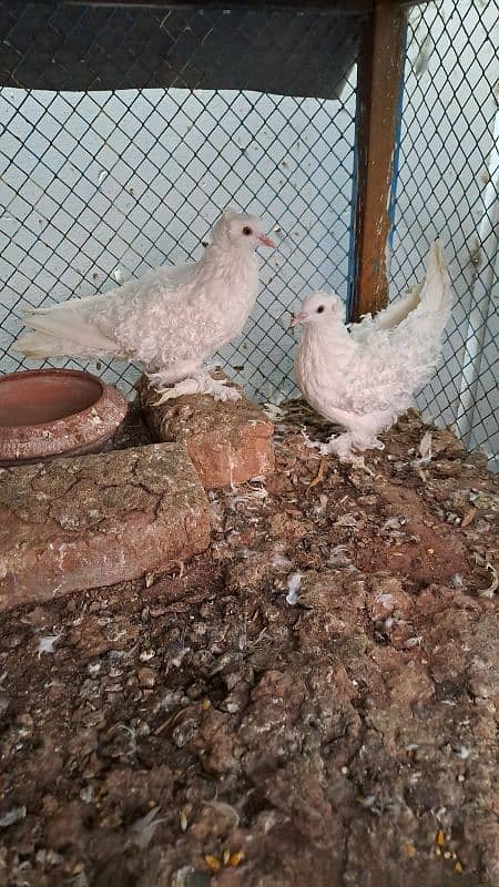 Fancy pigeons 5