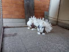 Indian fantail / American fantail pair with 1 extra female