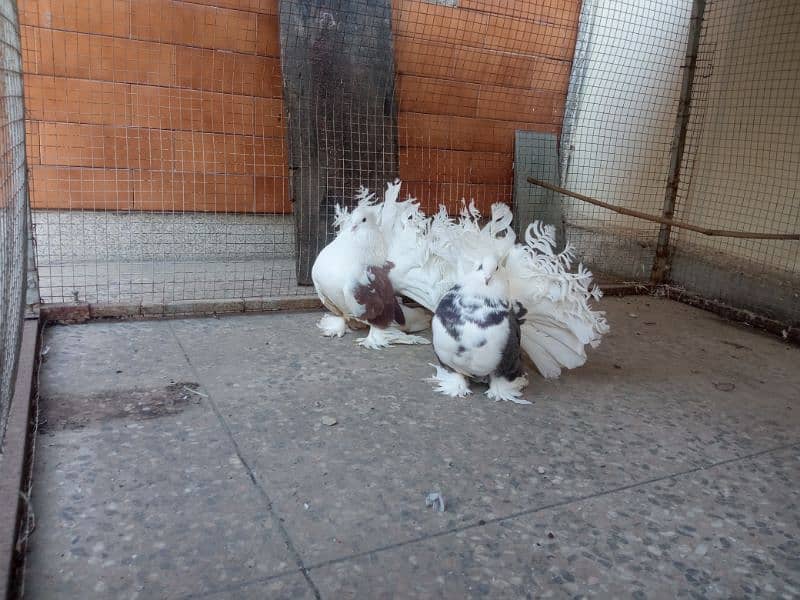 Indian fantail / American fantail pair with 1 extra female 0