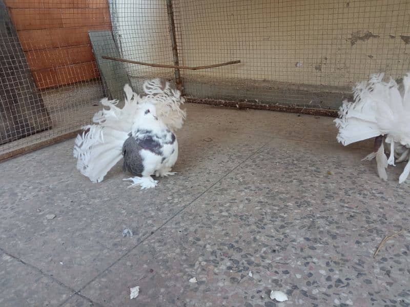 Indian fantail / American fantail pair with 1 extra female 1