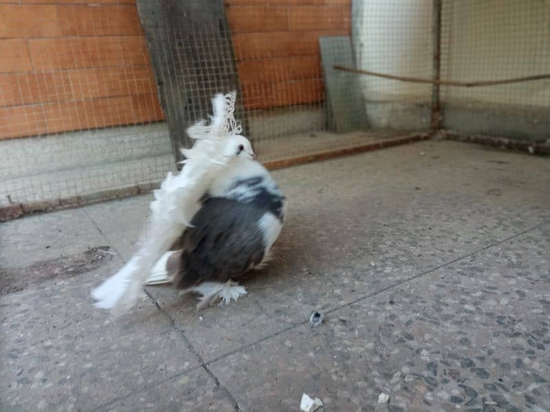 Indian fantail / American fantail pair with 1 extra female 3