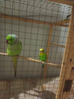 Green tamed talking parrot