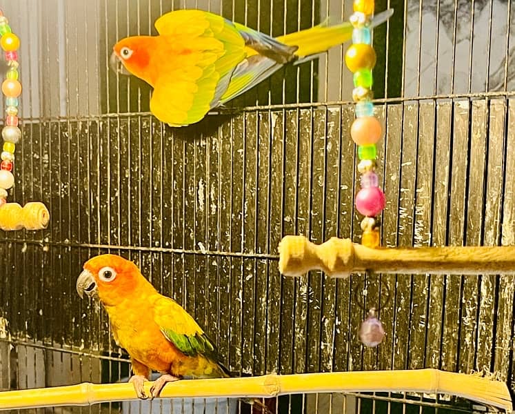 Sun Conure Pair Ready To Bread Very Playful and Healthy Birds 0