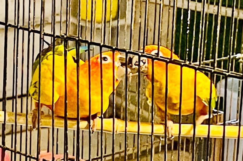 Sun Conure Pair Ready To Bread Very Playful and Healthy Birds 1