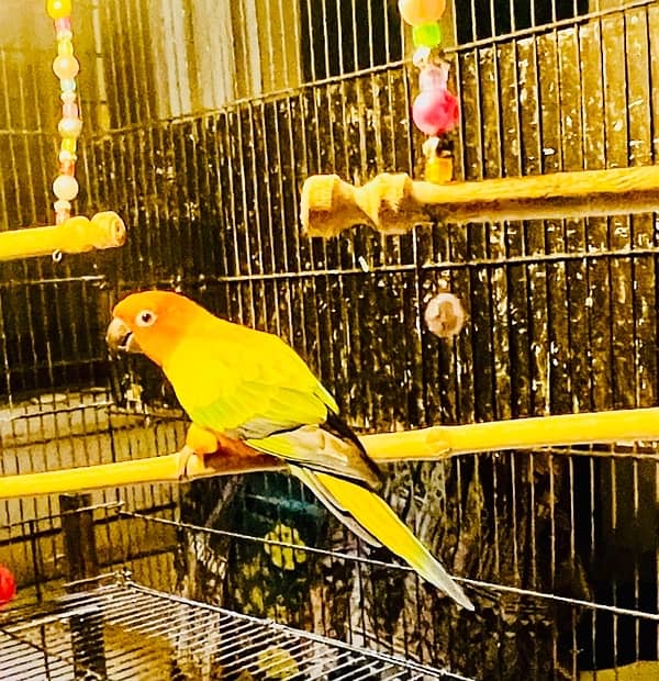 Sun Conure Pair Ready To Bread Very Playful and Healthy Birds 2