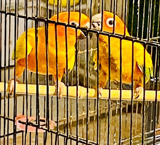 Sun Conure Pair Ready To Bread Very Playful and Healthy Birds 4