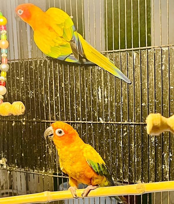 Sun Conure Pair Ready To Bread Very Playful and Healthy Birds 5