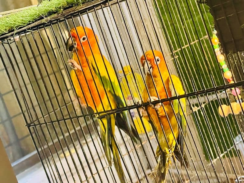 Sun Conure Pair Ready To Bread Very Playful and Healthy Birds 8