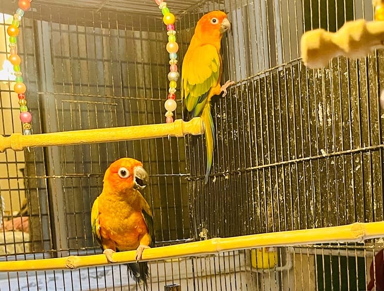 Sun Conure Pair Ready To Bread Very Playful and Healthy Birds 9