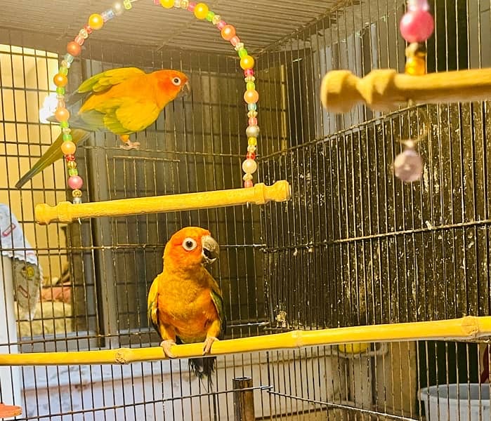 Sun Conure Pair Ready To Bread Very Playful and Healthy Birds 10