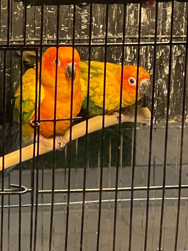 Sun Conure Pair Ready To Bread Very Playful and Healthy Birds 11