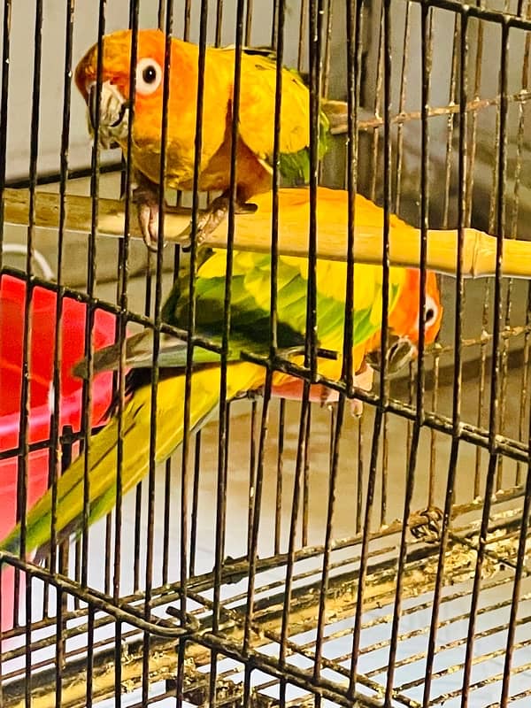 Sun Conure Pair Ready To Bread Very Playful and Healthy Birds 12