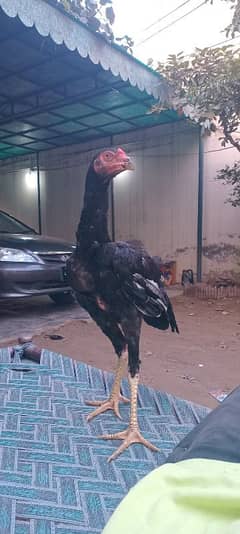 black shamo/Aseel shamo/shamo cross/high quality/king size/4months