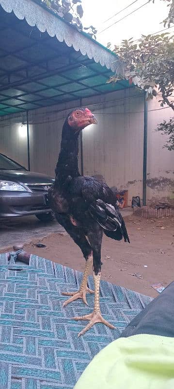 black shamo/Aseel shamo/shamo cross/high quality/king size/4months 0