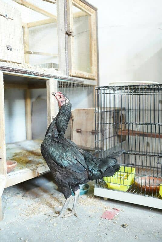 Mushki aseel adult female for urgent sale 1