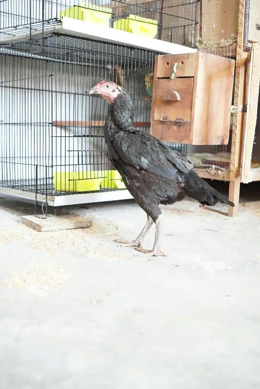 Mushki aseel adult female for urgent sale 2