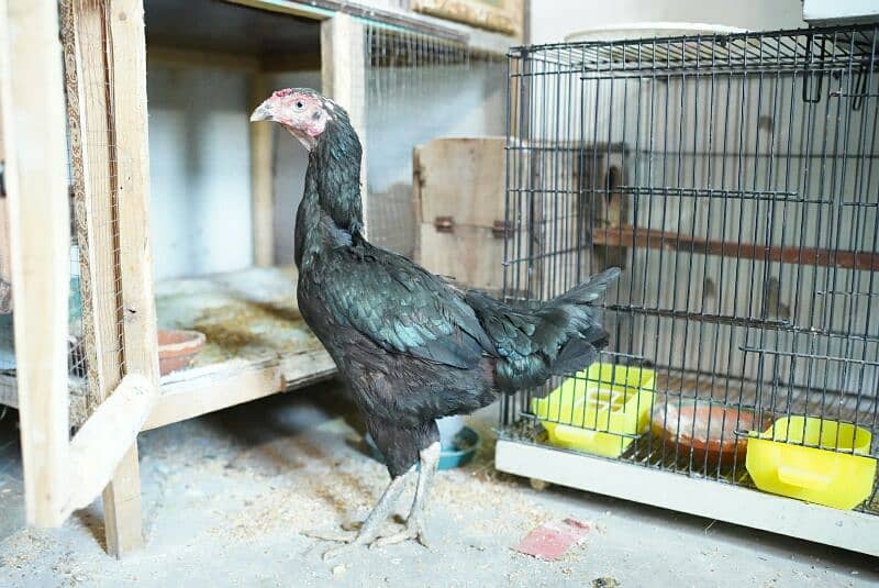 Mushki aseel adult female for urgent sale 6