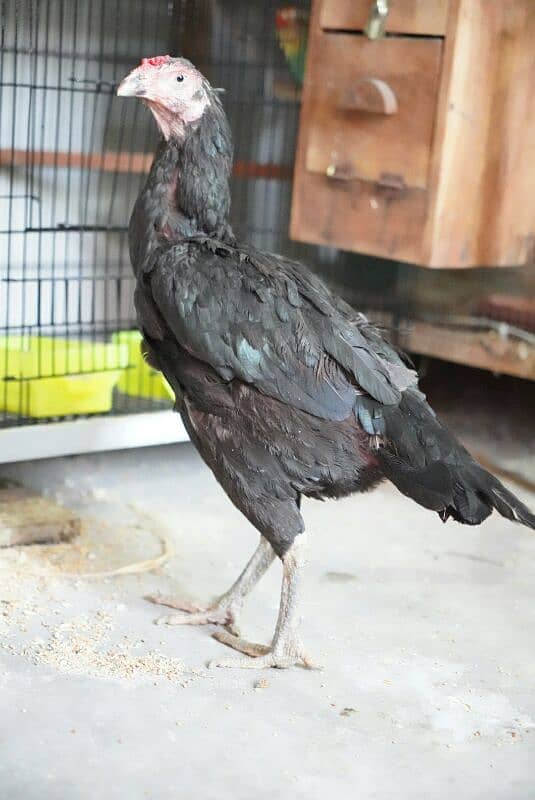 Mushki aseel adult female for urgent sale 7